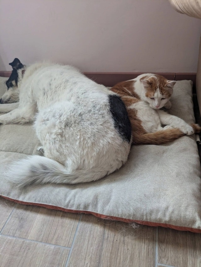Hyouka, chien à l'adoption chez Remember Me France