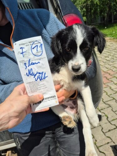 Ibrahima, chien à l'adoption chez Remember Me France
