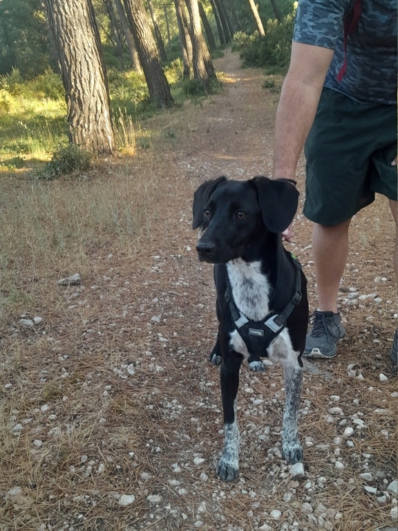 Iona, chien à l'adoption chez Remember Me France