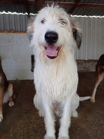 Issam, chien à l'adoption chez Remember Me France