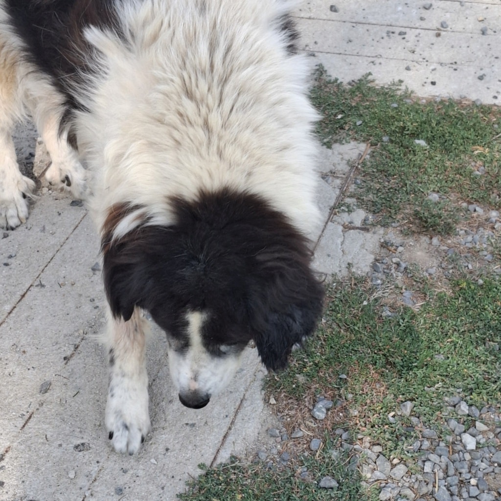 Ixia, chien à l'adoption chez Remember Me France