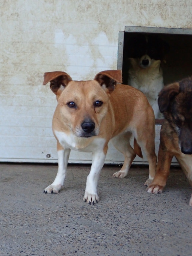 Jadore, dog for adoption at Remember Me France