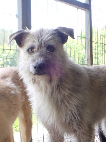 Japsy, chien à l'adoption chez Remember Me France