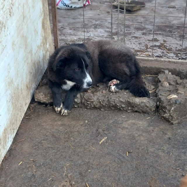 Jaspe, chien à l'adoption chez Remember Me France