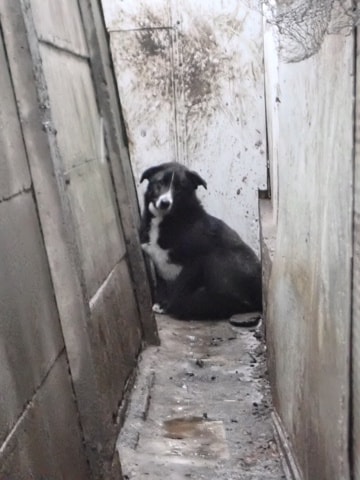 Jaspe, chien à l'adoption chez Remember Me France
