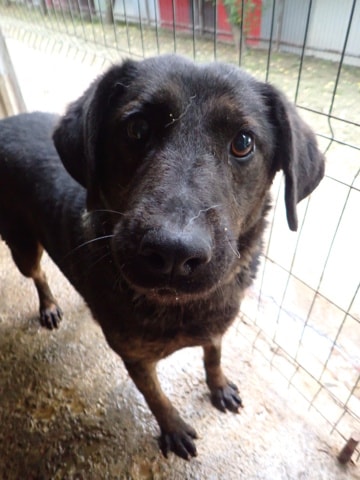 Jeep, dog for adoption at Remember Me France