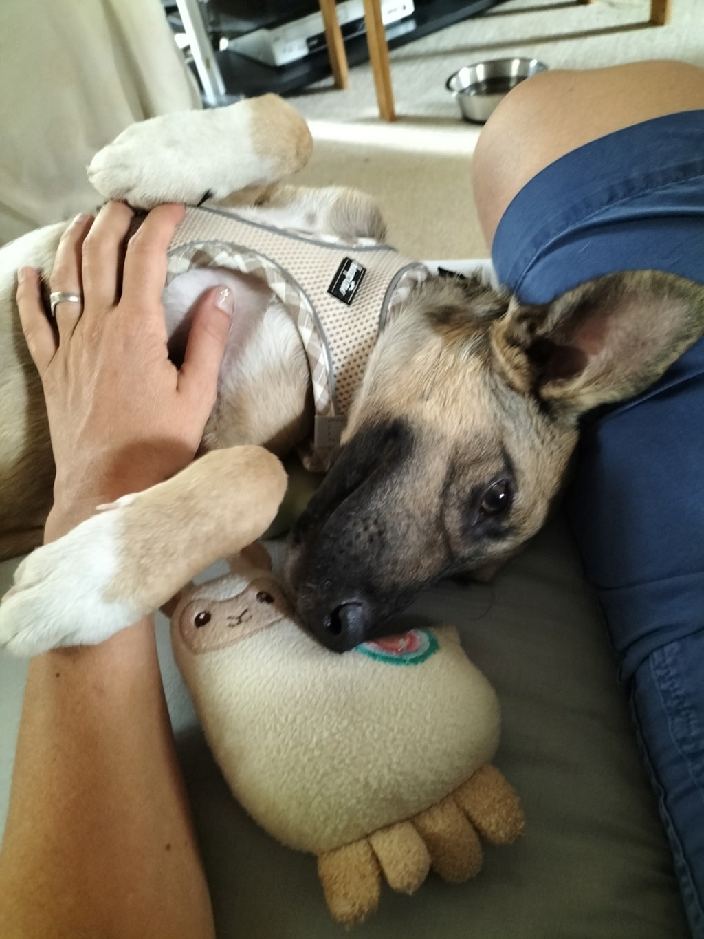 Jill, chien à l'adoption chez Remember Me France