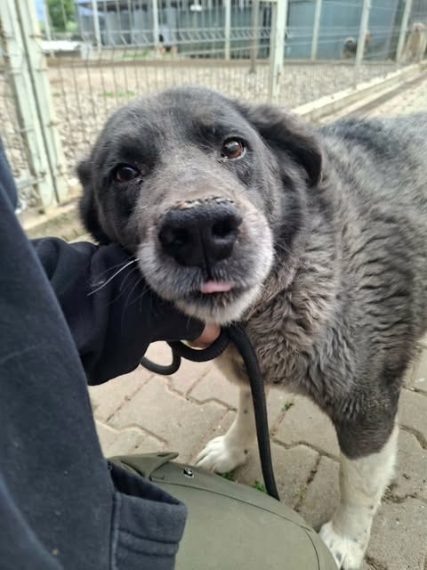 Jiro, chien à l'adoption chez Remember Me France