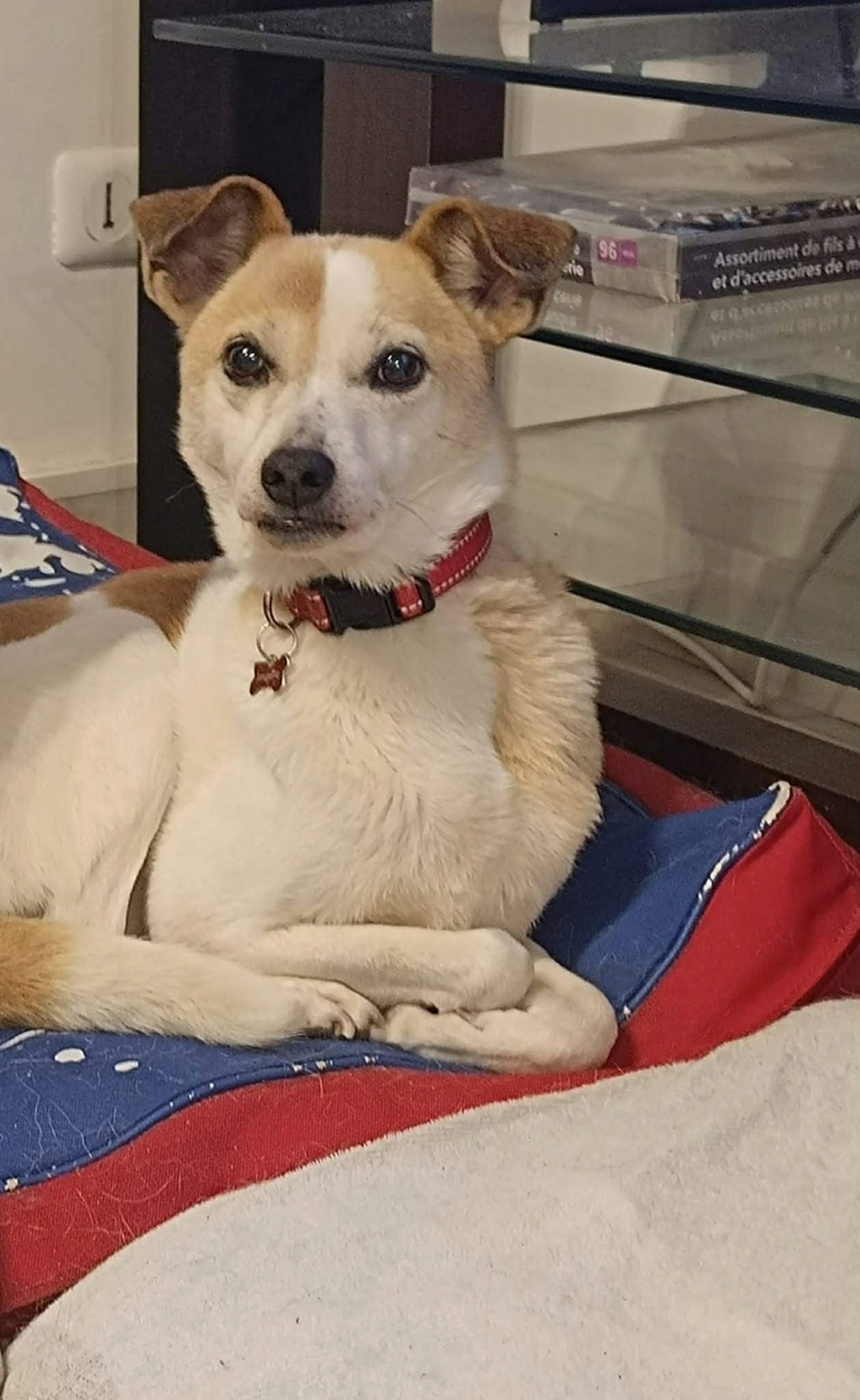 Jonquille, chien à l'adoption chez Remember Me France