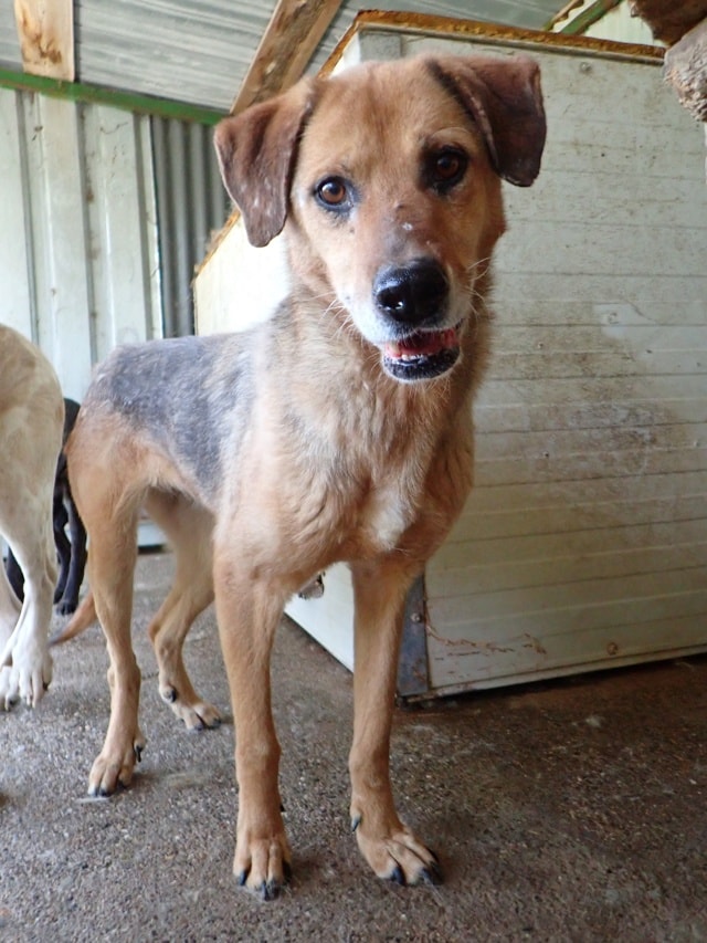 Juliette, dog for adoption at Remember Me France
