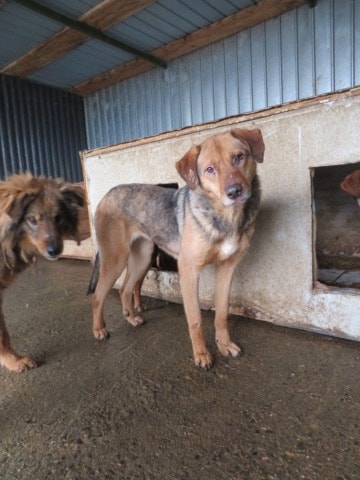Juliette, chien à l'adoption chez Remember Me France