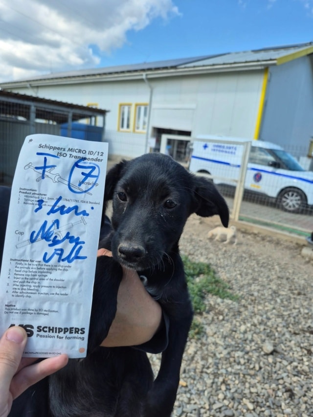 Photo de Kaïlani, à l'adoption