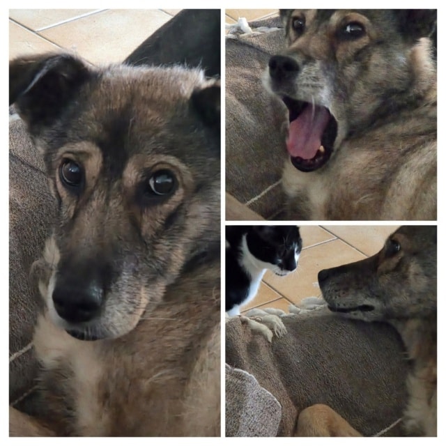 Kala, chien à l'adoption chez Remember Me France