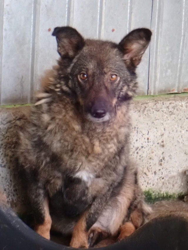 Kaly, chien à l'adoption chez Remember Me France