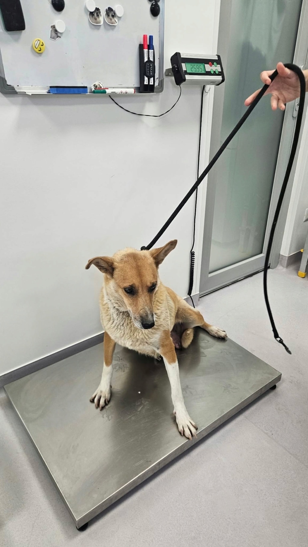 Photo de Kalyne, à l'adoption