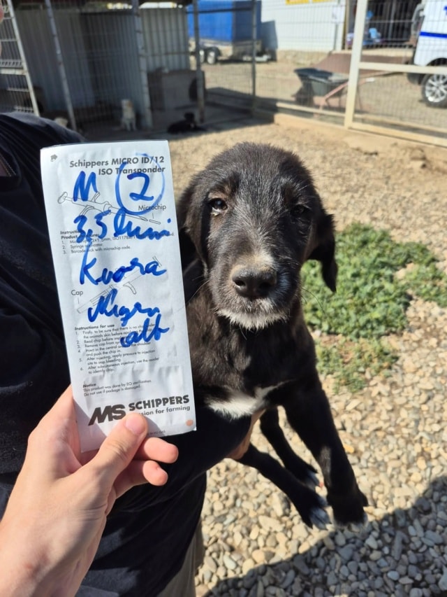 Kaola, chien à l'adoption chez Remember Me France