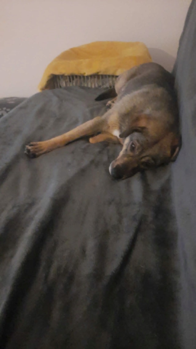 Karaba, chien à l'adoption chez Remember Me France