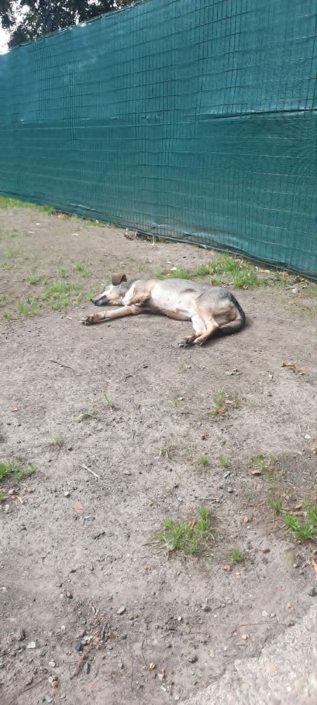Karaba, chien à l'adoption chez Remember Me France