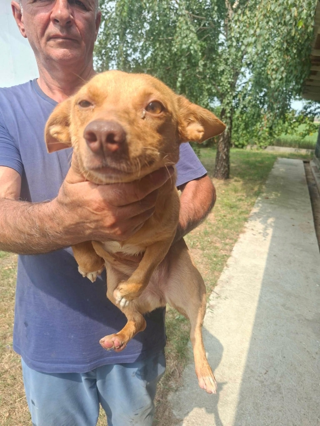 Kassia, chien à l'adoption chez Remember Me France