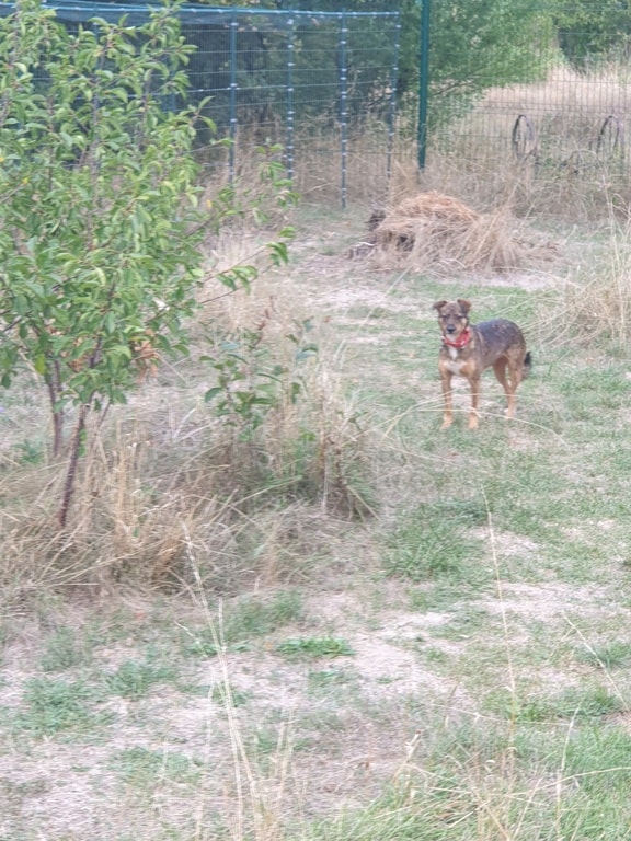 Katie, chien à l'adoption chez Remember Me France
