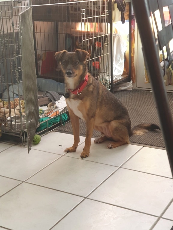 Katie, chien à l'adoption chez Remember Me France