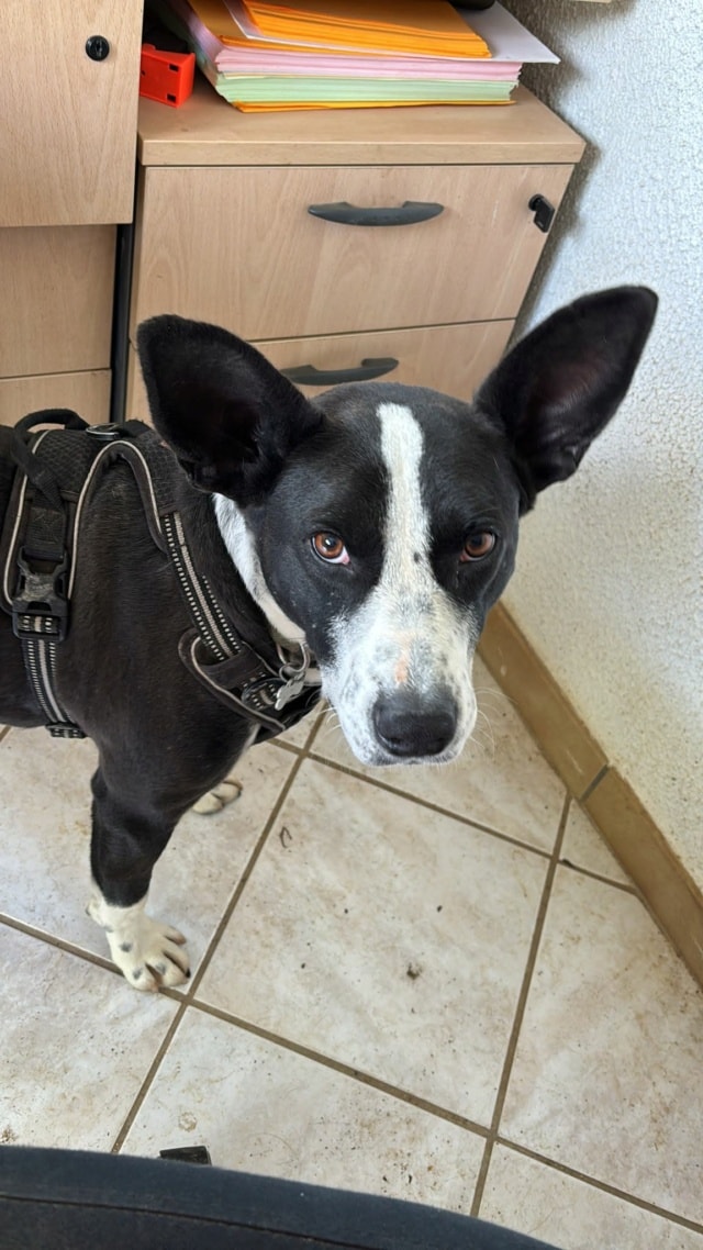 Kenjy, dog for adoption at Remember Me France