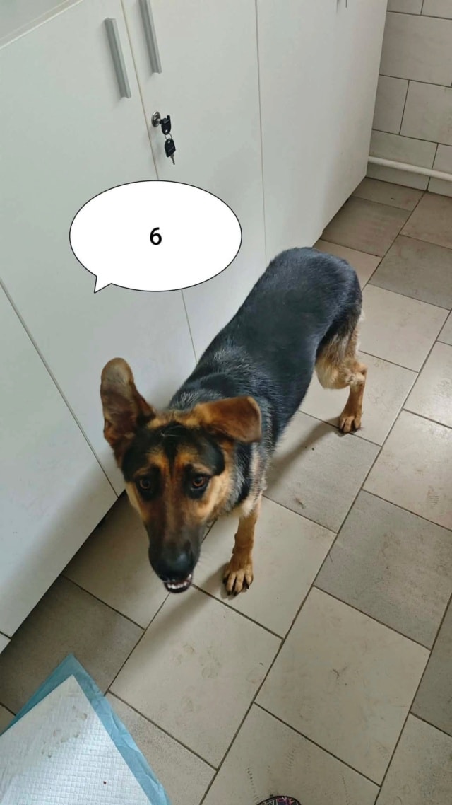 Kessyra, chien à l'adoption chez Remember Me France