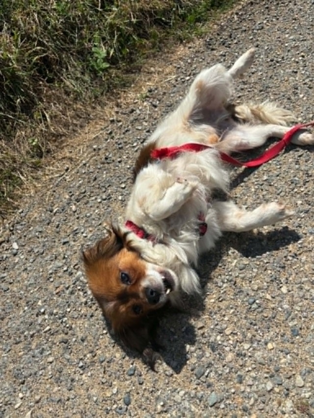 Kiko, chien à l'adoption chez Remember Me France