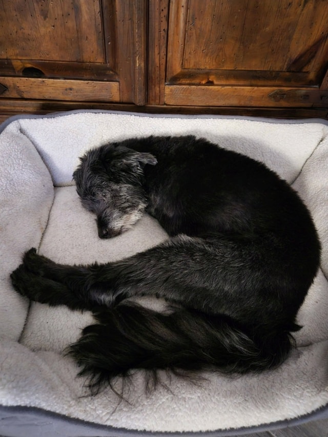King T, chien à l'adoption chez Remember Me France