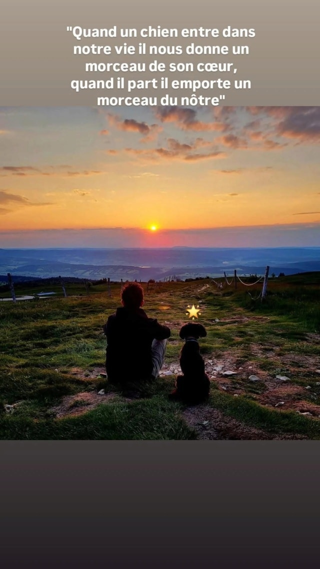 King T, chien à l'adoption chez Remember Me France