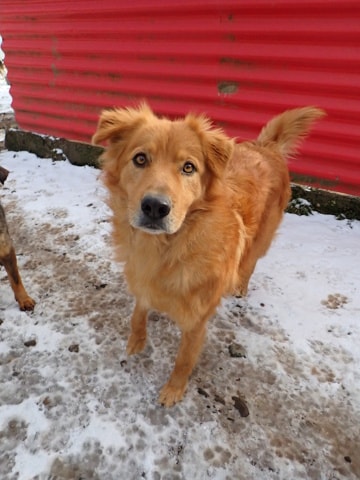 Kingston, chien à l'adoption chez Remember Me France