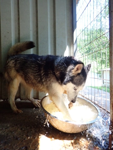 Kira2, chien à l'adoption chez Remember Me France