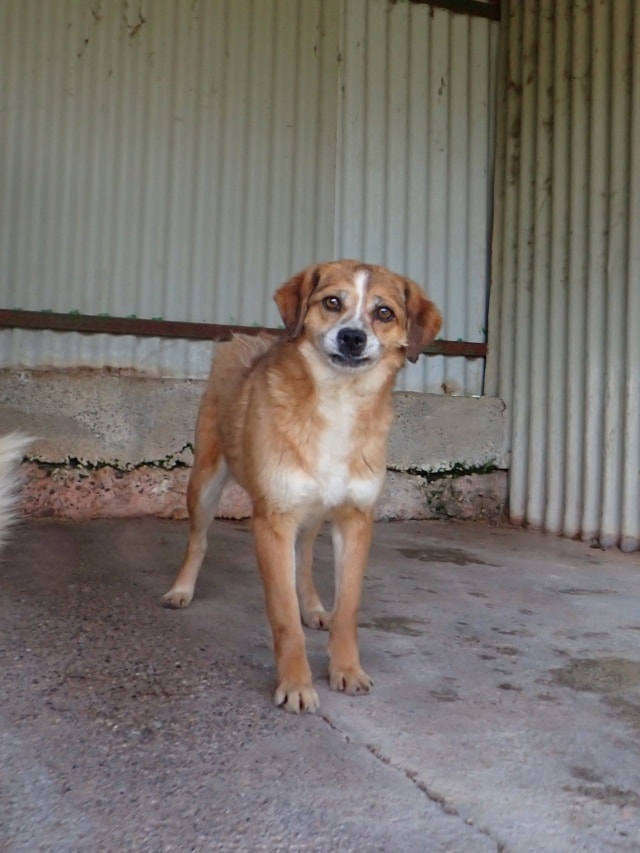 Kora, chien à l'adoption chez Remember Me France