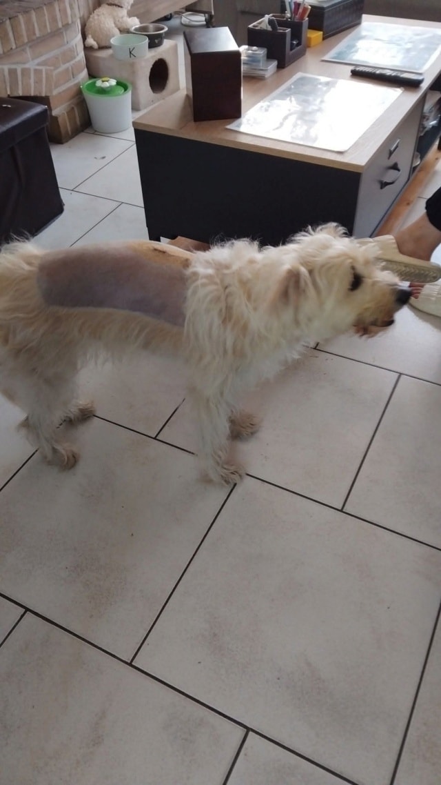Kuby, chien à l'adoption chez Remember Me France