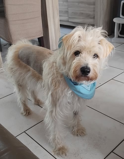 Kuby, chien à l'adoption chez Remember Me France