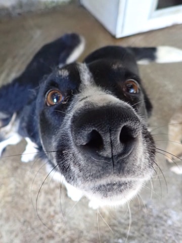 Kungs, chien à l'adoption chez Remember Me France