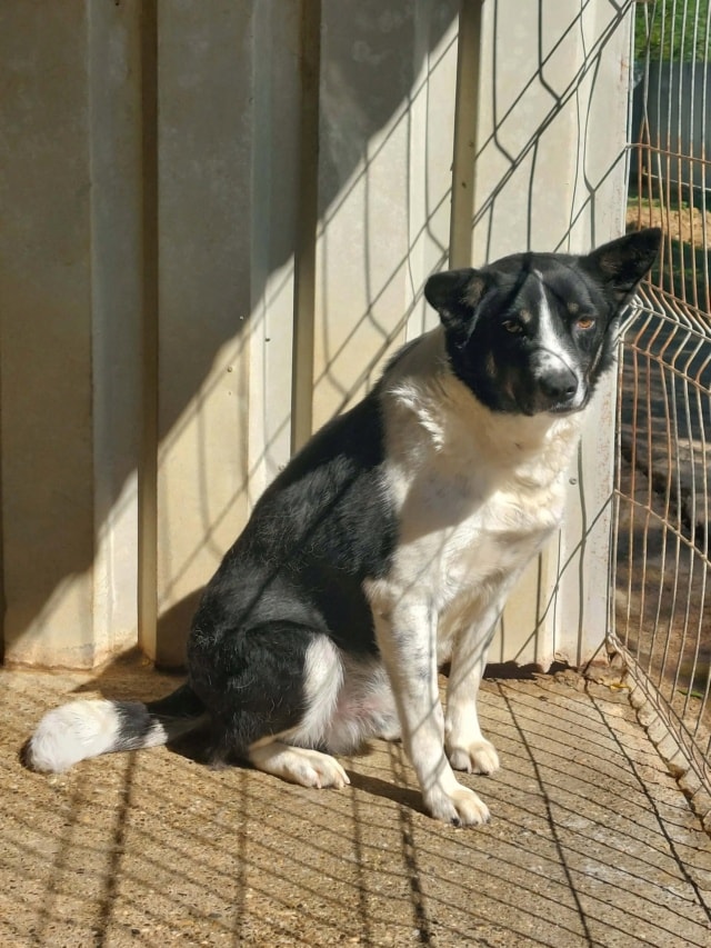Kungs, chien à l'adoption chez Remember Me France