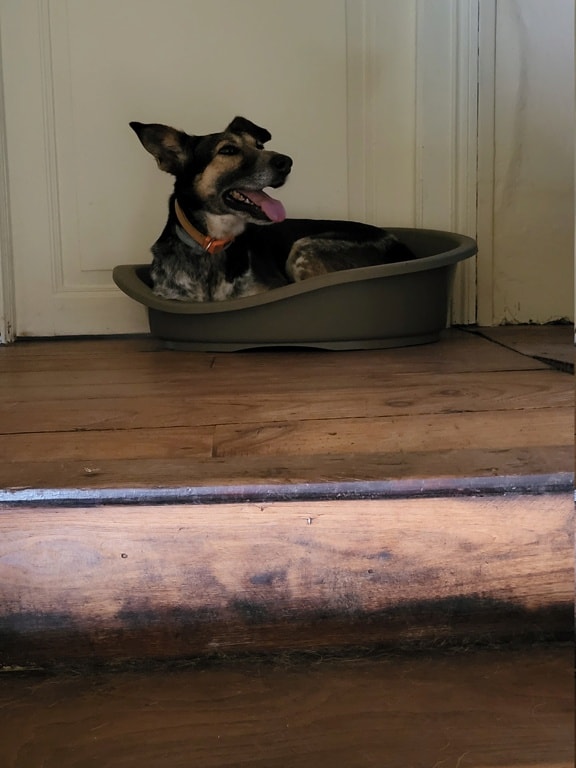 Lada, chien à l'adoption chez Remember Me France