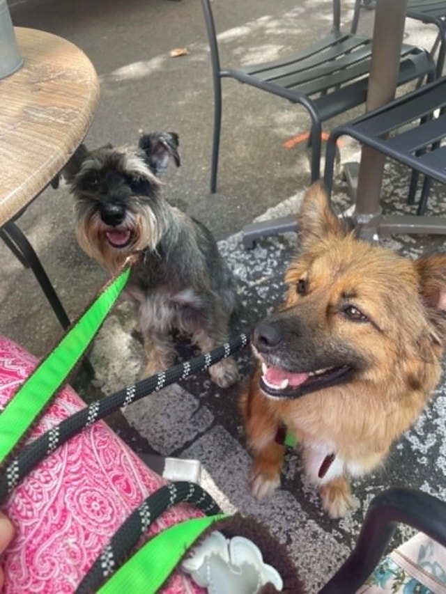 Laika, chien à l'adoption chez Remember Me France