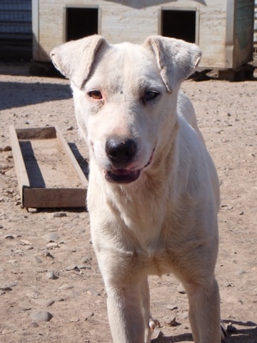 Laponie, chien à l'adoption chez Remember Me France