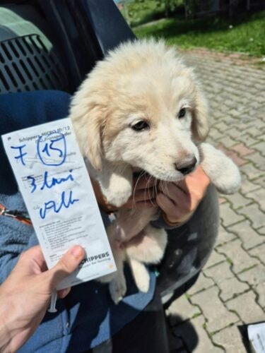 Laryea, chien à l'adoption chez Remember Me France