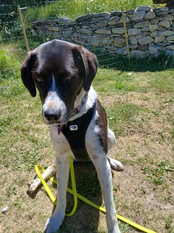 Laya, chien à l'adoption chez Remember Me France