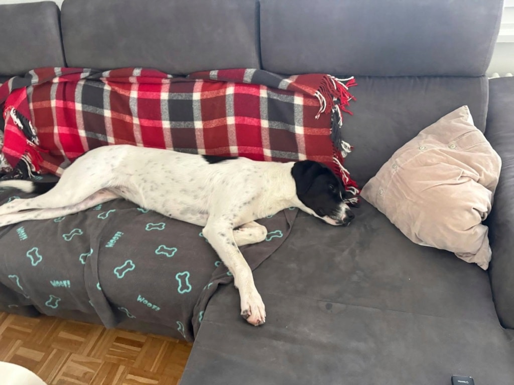 Laya, chien sauvé par Remember Me France