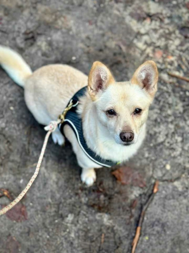 Leone, chien à l'adoption chez Remember Me France