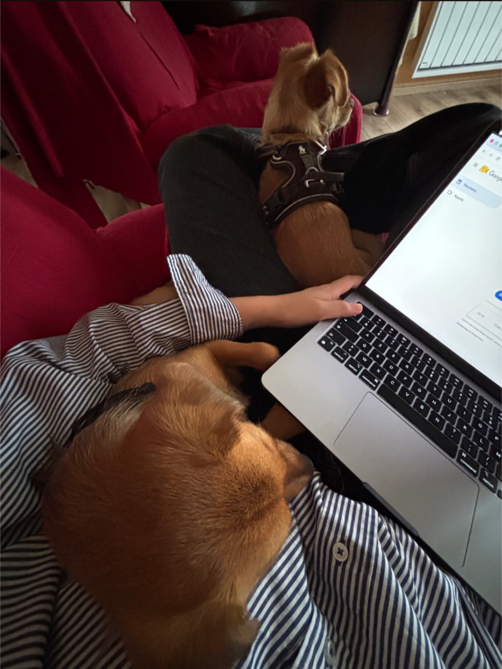 Lila, chien à l'adoption chez Remember Me France