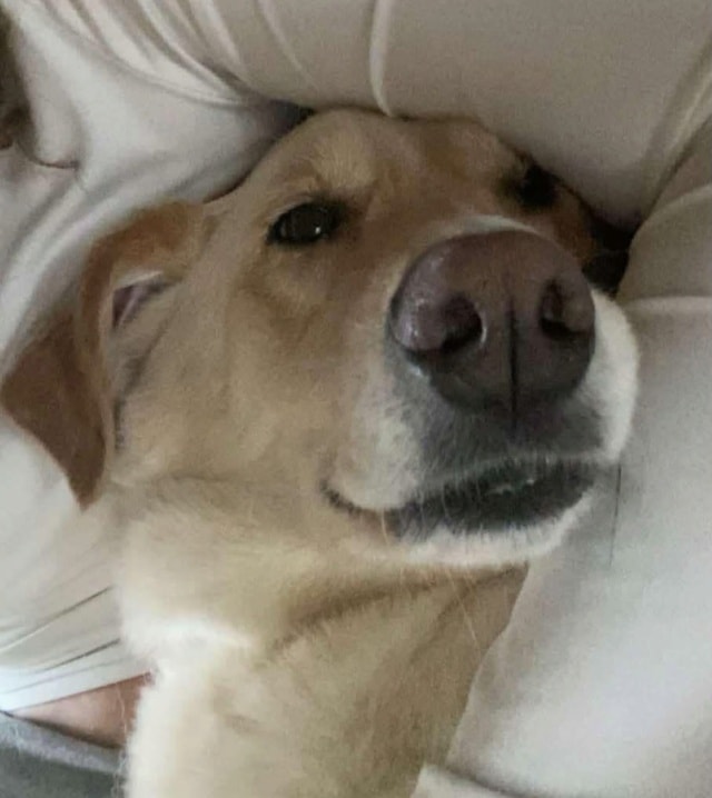 Lilou, chien à l'adoption chez Remember Me France