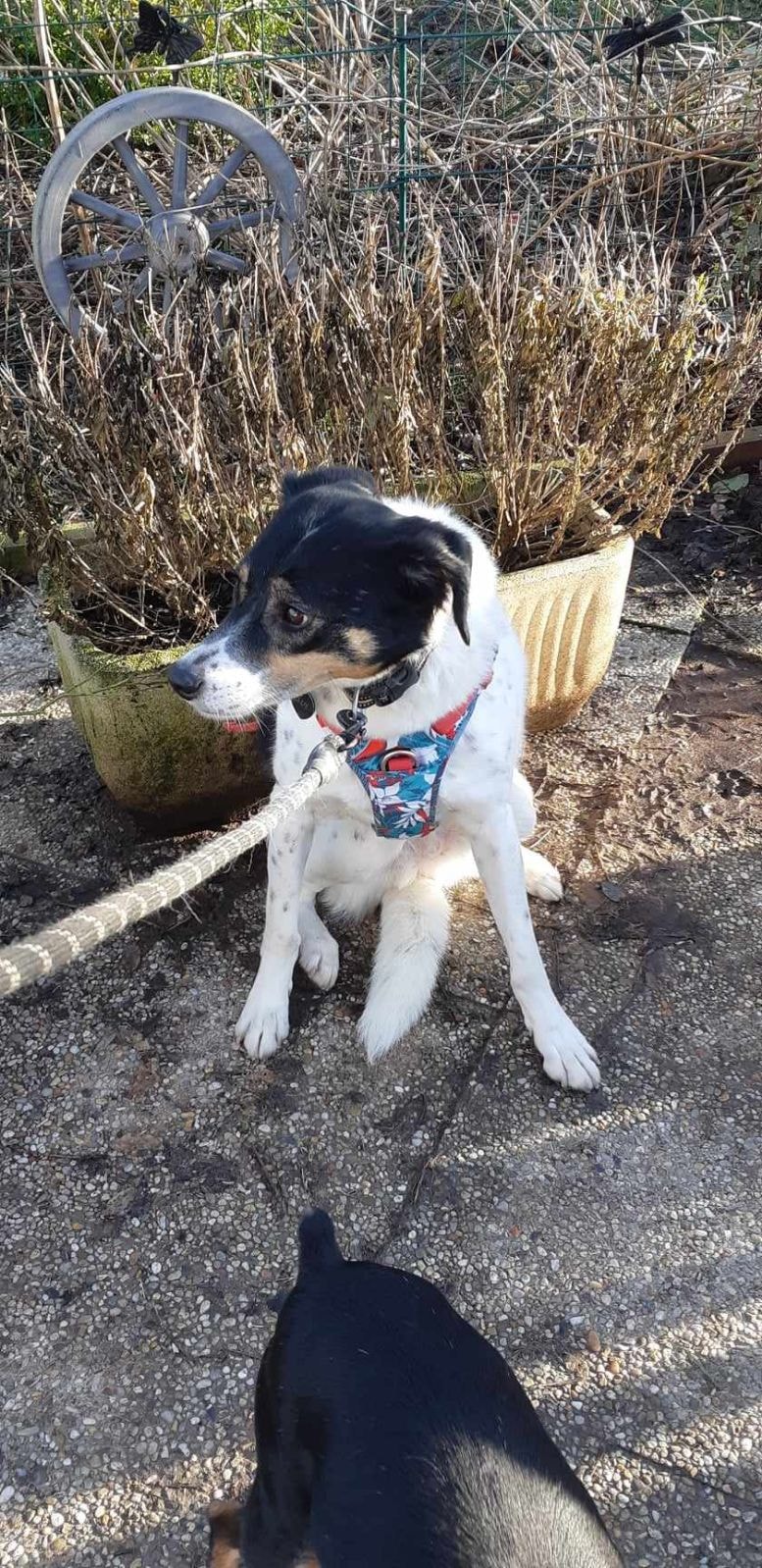Normandy, chien à l'adoption chez Remember Me France