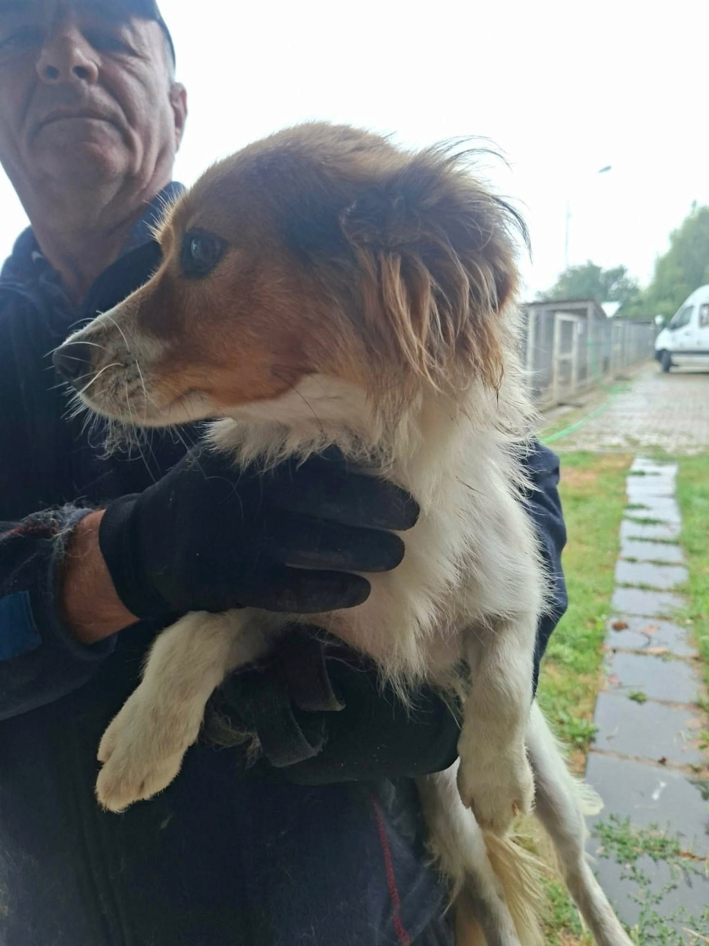 Lioo, chien à l'adoption chez Remember Me France
