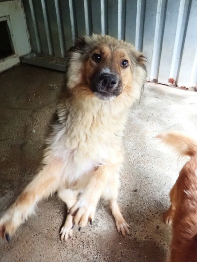 Liorah, dog for adoption at Remember Me France
