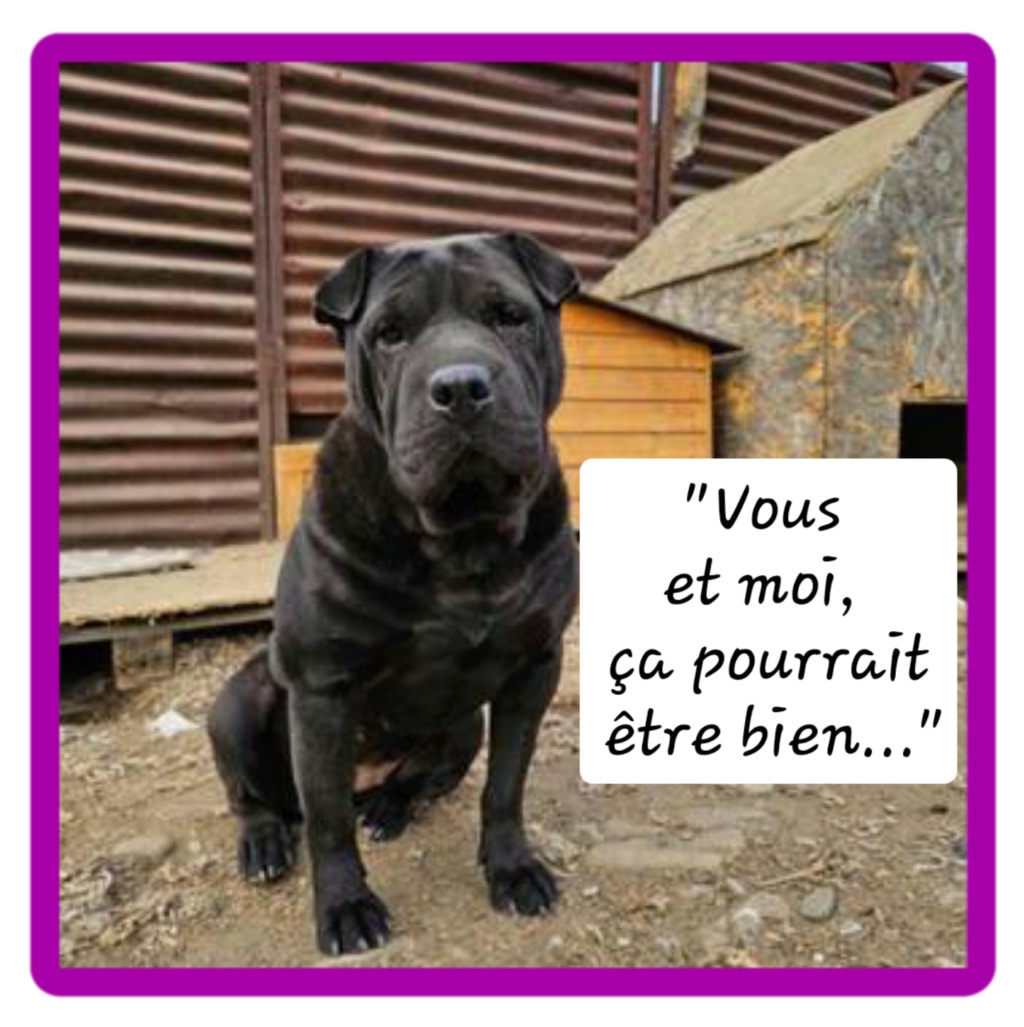 Lipa, chien à l'adoption chez Remember Me France